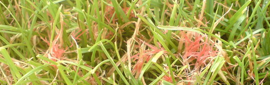 red thread lawn disease Fungus prevent turf thelawnman - Diseases Club ...